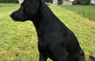 Le Pigeonnier Gite - Foto 33