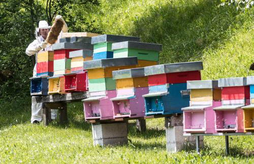 Agritur Ciasa Dò Parè - Foto 14