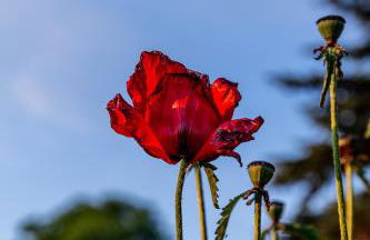 Wellnessparadies mit Sauna und Whirlpool - Foto 14