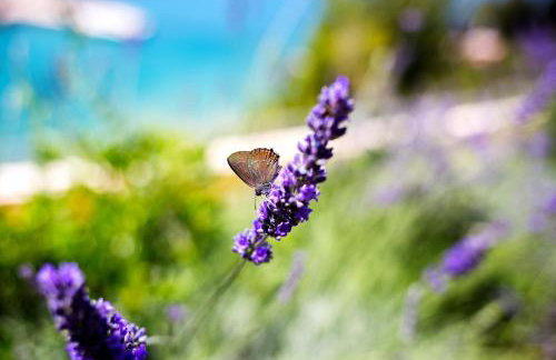 Blue Bay Residence - Foto 48