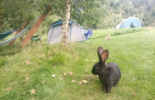 Agroturystyka Polana Giebułtów obok Świeradowa i zamku Czocha, domki przyjazne rodzinom z dziećmi - Photo 31