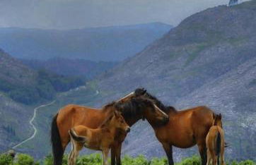 Casas De Bouro 2 Casa Dos Jarros - Foto 40