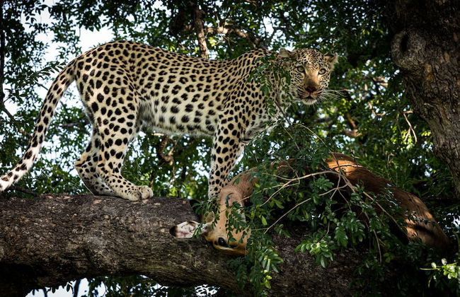 Simbavati River Sands - Photo 18