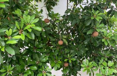 Large house with pool, barbecue and garden - Foto 40