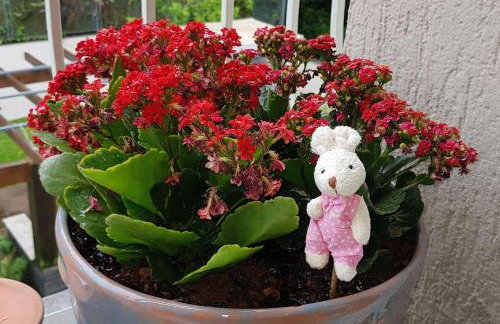 Hospeda Serra Gaúcha - Apto Capri - Foto 10