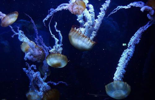 Maison Napoléon - Foto 37