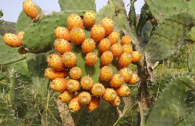 Agriturismo Menhir - Foto 43