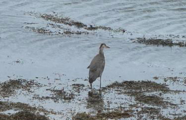 Berneray Otter Cottage - Foto 44