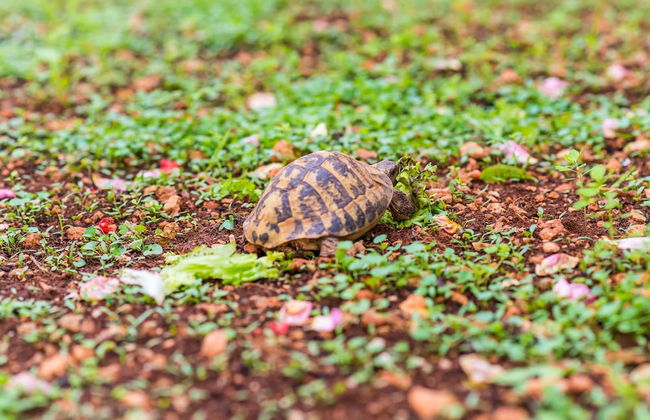 Miracle Apartments - Foto 58