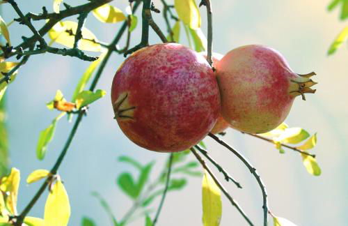 Horta de Torrejais - Foto 35