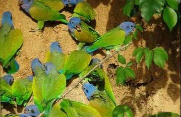 Tambopata National Reserve 5 Day Tour - Foto 6