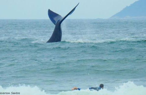 Tranquilidade na Praia da Gamboa - Foto 7