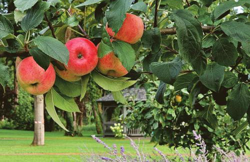 RZĄDCÓWKA Rogi - Foto 16