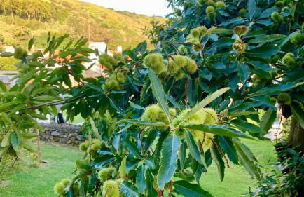 Casa do Açor - Villaverde Azores - Photo 66