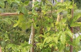 Casa Barbeiro - Foto 60
