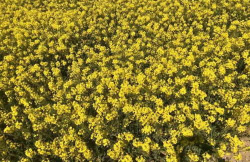 La Falaise Bleue - Vue mer - Plage à pied - Foto 62