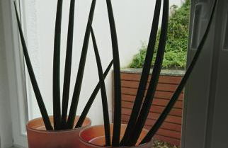 Haardblick - Foto 15