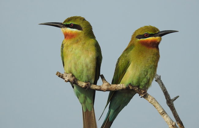 wilpattu Tree House - Foto 12