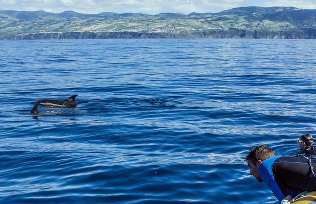 Swimming with Dolphins in Vila Franca do Campo - Photo 1