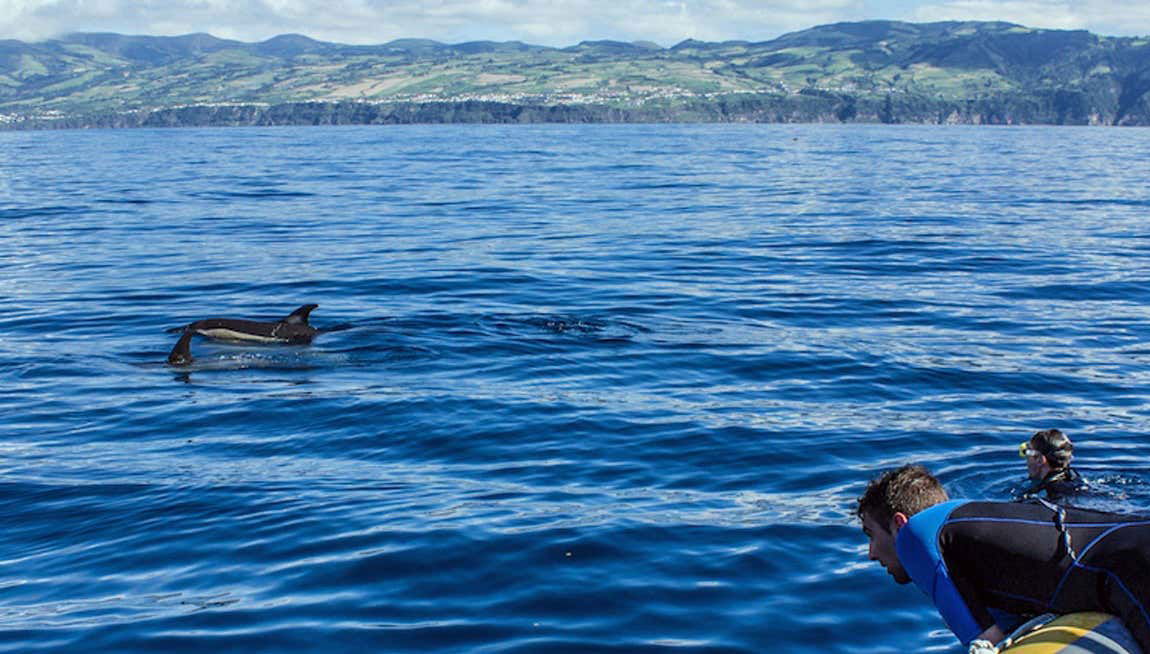 Nadar com golfinhos em Vila Franca do Campo