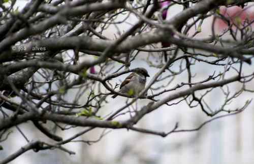 Quinta do Burgo - Nature Hotel - Foto 95