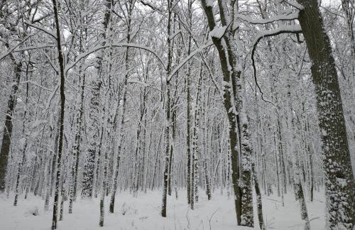 Żurawie gniazdo, elegancki zakątek w Puszczy Białowieskiej - Foto 32