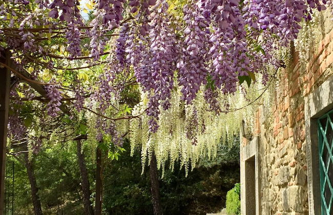 Poggio Corsucci - Foto 68