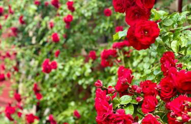 Cosy historic brewery with beautiful outdoor space - Foto 51