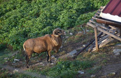 Malinowy Domek - Photo 4