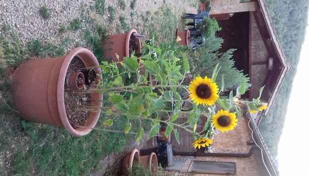 Podere Ficareto Farm - Foto 5, Miscelánea