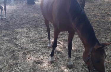 Agriturismo Iacchelli Armando B&B - Foto 10