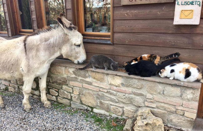 Fattoria Lischeto - Foto 57