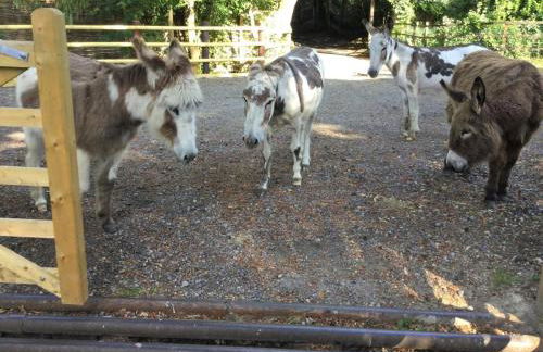 2 Bed in Fordingbridge oc-78573 - Photo 11