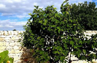 Agriturismo Masseria Cianciò - Foto 119