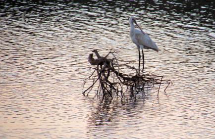 Piscina Apartment - Foto 6