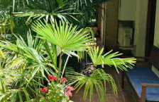 VillaLuigia - Oasi le Palme - Photo 12