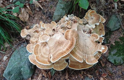 Domek nad stawem - Foto 51