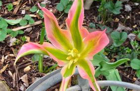 Ferienwohnung Palmengarten Bad Honnef - Foto 31