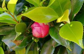 Retiro das Camélias 1 - Foto 43