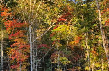 Almost Heaven Mountain Cabin - Foto 22