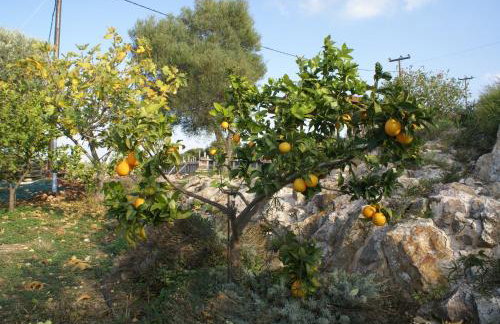 O Ioannis - Photo 17