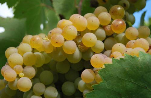 Agriturismo Torre Cristina - Foto 44