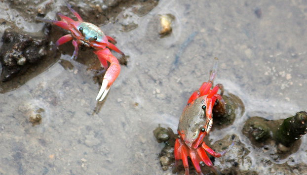 Le ballet des lucioles autour Kuala Selangor - Photo 3