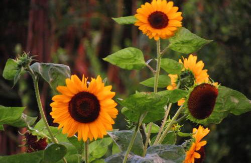 Casa L&M - Refúgio com Horta Biológica Certificada - Foto 26