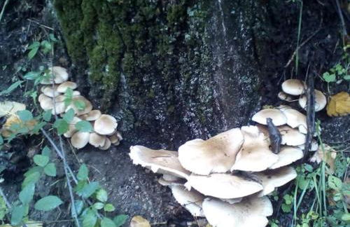 Villa Rural Campillo de Arenas - Foto 54