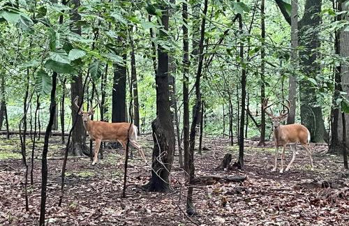 Log Cabin - Natures Oasis - Fire Pit & Gazebo - Foto 55