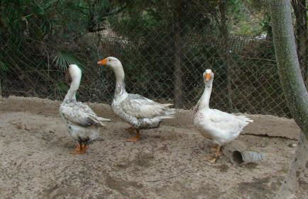 Hort de Mao - Photo 28