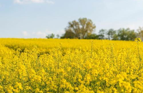 Rosenhagen in the Thorstorf estate barn - Foto 37