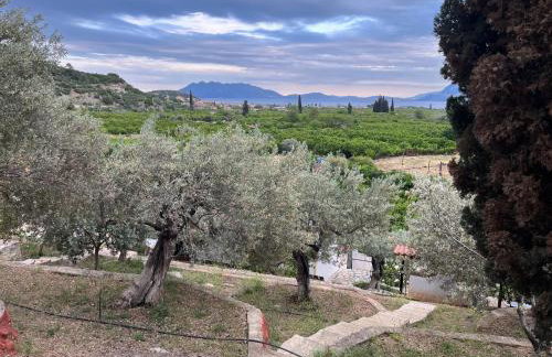 Olive Hill - Foto 29