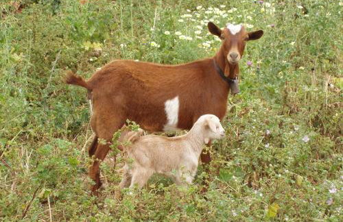 Agroturismo Finca Son Sala - Photo 55